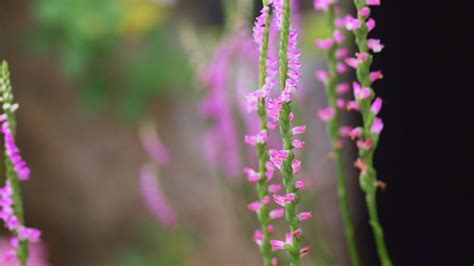 Screw flowers | Spiranthes sinensis I have several planters … | Flickr