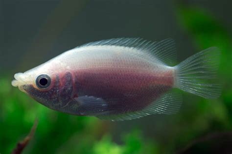 Gourami Fish Types: Guide to Gourami Types & Species - Fish Laboratory