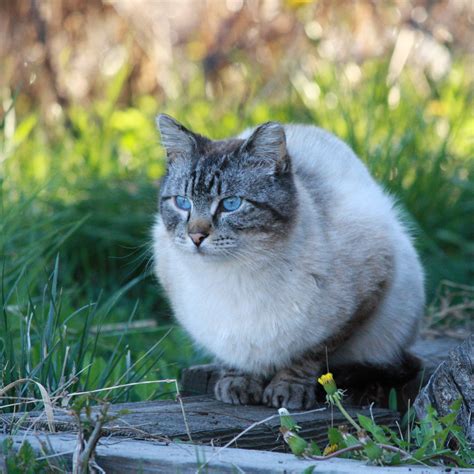 Siamese Tabby Cat Picture | Free Photograph | Photos Public Domain