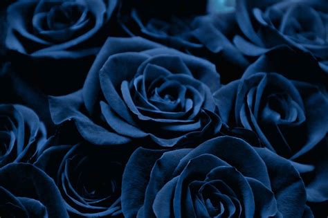 Dark Blue Flower Wallpaper Hd - Mural Wall