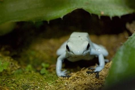 How to Care for an Albino Frog | Cuteness