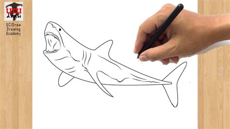 How To Draw A Great White Shark Step By Step For Kids