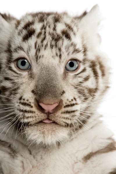 Eyes of the albino tiger — Stock Photo © alexeys #2546059