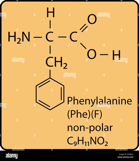 Phenylalanine Amino Acid Molecule Skeletal Structure Stock Vector Image & Art - Alamy