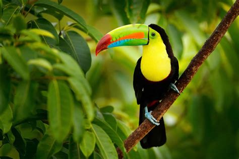 Keel-Billed Toucan - A-Z Animals