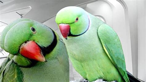 Can Parrots Talk? - BIRD LOVER