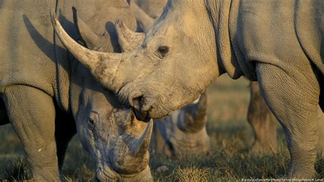 China ends 25-year ban on rhino horn trade – DW – 10/30/2018