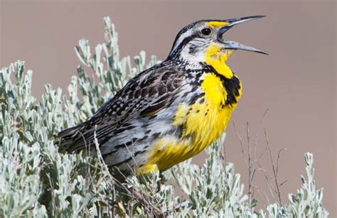 Western Meadowlark - American Bird Conservancy