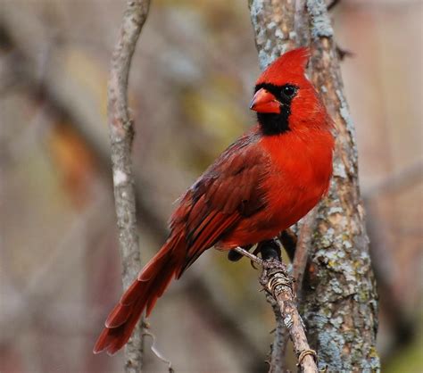 Birds of the World: Northern cardinal