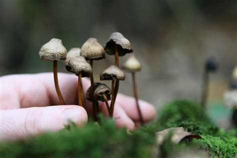 Magic Mushrooms - Understanding the Types and Effects | Rehab Guide