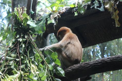 Proboscis Monkey - ZooChat