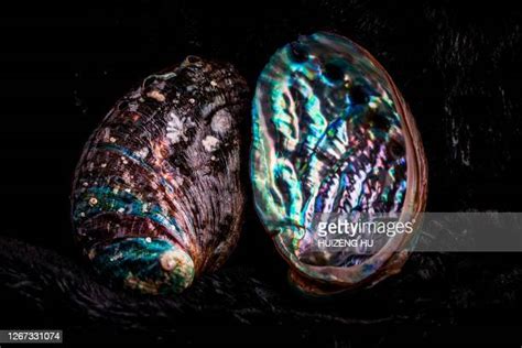 2,178 Abalone Shell Stock Photos, High-Res Pictures, and Images - Getty Images