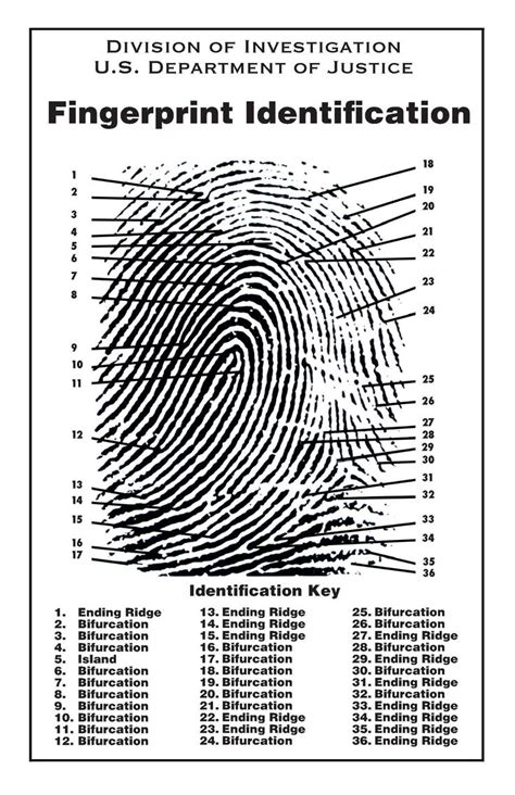 Fingerprint Chart | Forensics, Fingerprint, Forensic anthropology