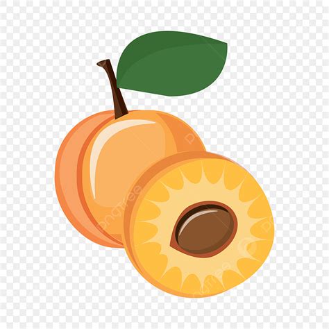 Apricot Fruit Vector PNG Images, Apricot Fruit And Half Apricot Clipart Png Vector Element ...