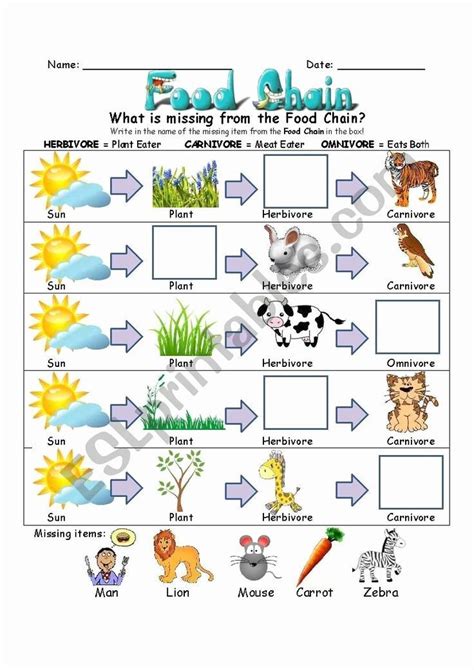 Food Chains Template Life Science | Food chain worksheet, Food chain, Food chain activities