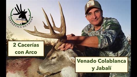 Venado Colablanca cacería con arco y Jabalí con arco tradicional en ...