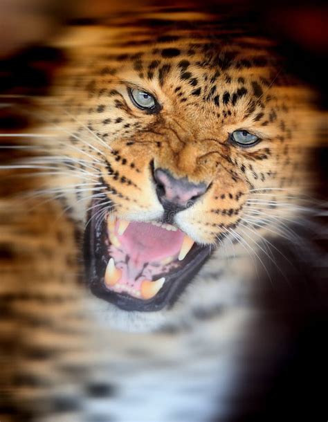 2,429 Angry Leopard Photos - Free & Royalty-Free Stock Photos from Dreamstime