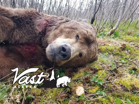 Brown Bear Hunting in Alaska - Experience it with Proffessional Guides.