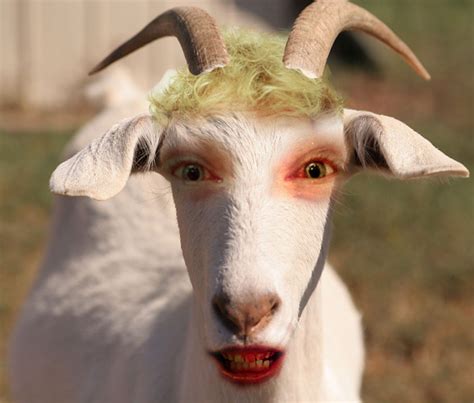 Funny goat face |Funny Animal