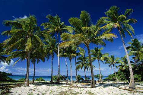 Tropical Landscape with Palm Trees HD Wallpaper ~ The Wallpaper Database