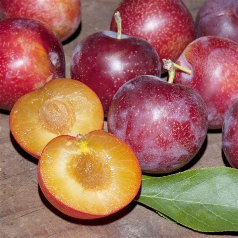 SWEET TREAT PLUERRY PLUM-Live Fruit Tree 4'-6' TALL TRIMMED BARE ROOT - Fruits