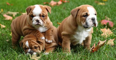 37+ Bulldog Breed Types Pic - Bleumoonproductions