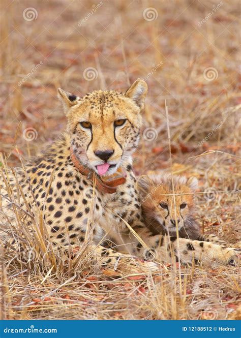 Cheetah (Acinonyx Jubatus) Cubs Stock Photo - Image of feline, adult: 12188512