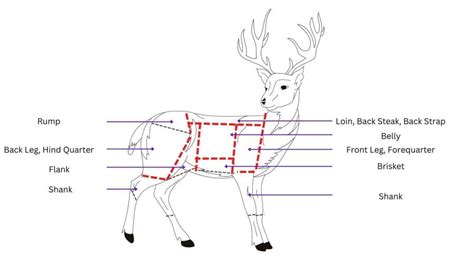 How & What to Do with Different Cuts of Deer Venison Meat | Eat Cured Meat