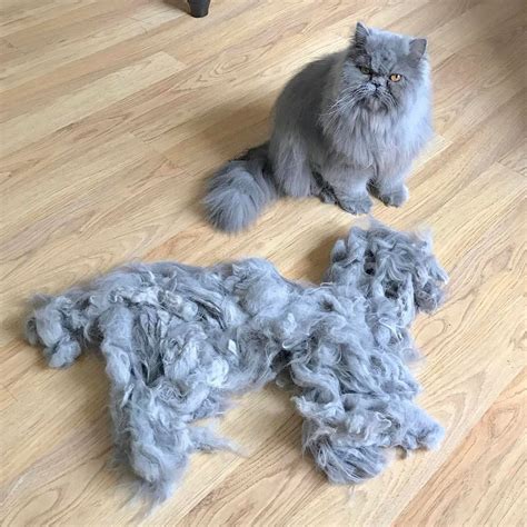 Blue Persian kitty : r/aww