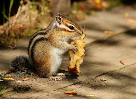 Siberian Chipmunk: Agile Rodent with Unique Burrowing Habits