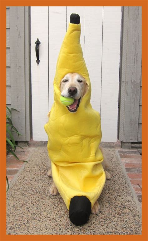 Funny Costume For Dogs - Mew Comedy