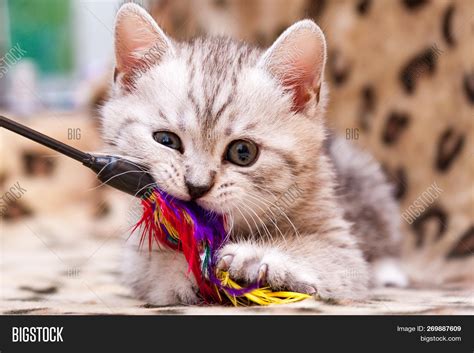 Kitten Playing Feather Image & Photo (Free Trial) | Bigstock