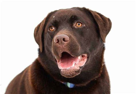 250 Delicious Chocolate Lab Names - Your Dog Advisor