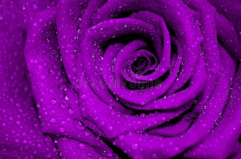 Fresh Purple Rose with Open Petals Covered Stock Image - Image of flora, petal: 109463997