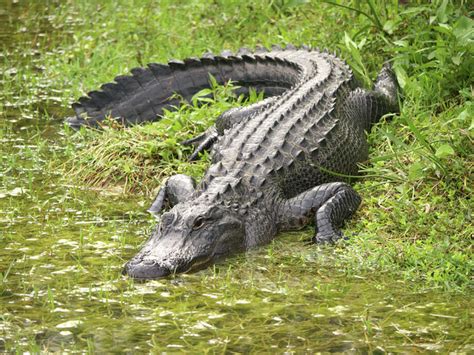 Houston wildlife experts weigh in on alligator season in the Bayou City ...