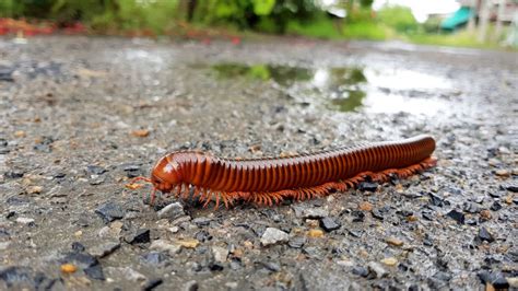 What Do Millipedes Eat? (Diet & Facts)