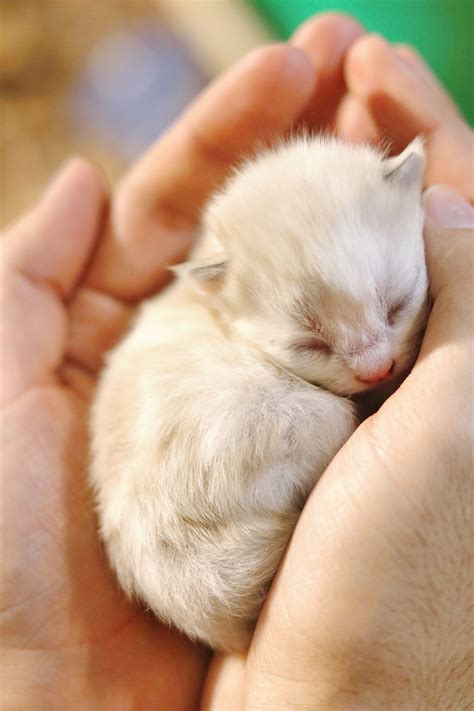 Tiny Cute Kittens | [+] CUTE KITTENS