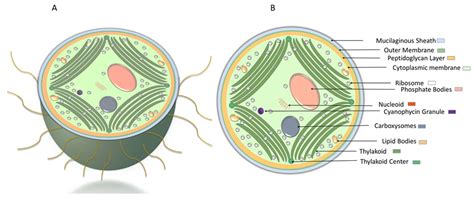 Thylakoid Membrane Cyanobacteria