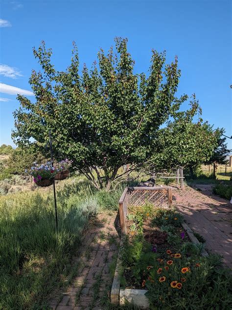 Chinese apricot tree flowers sparsely - General Fruit Growing - Growing ...