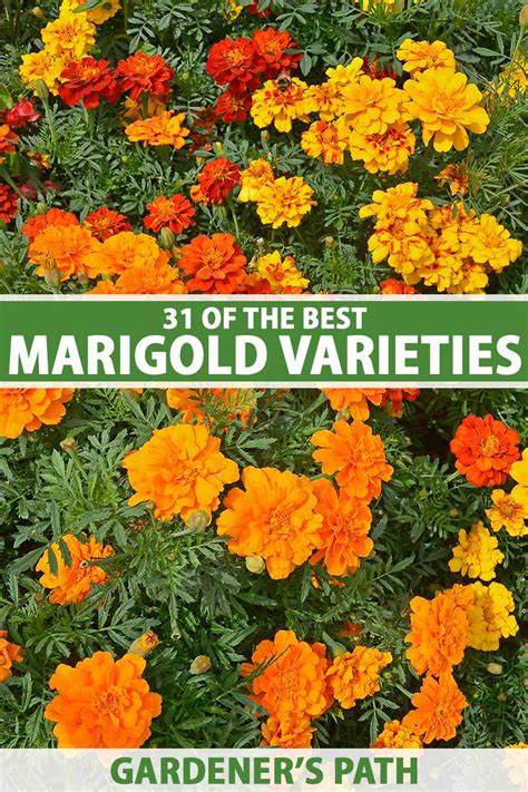 31 of the Best Types of Marigolds | Gardener’s Path