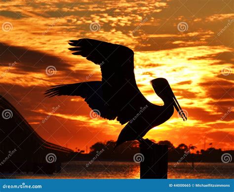 Pelican Silhouette stock image. Image of nature, animals - 44000665