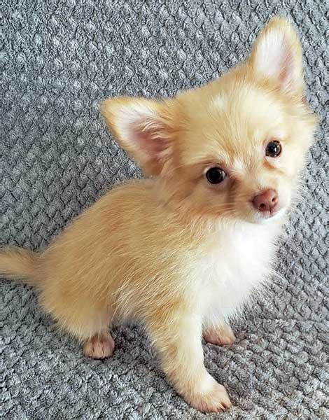 Pomchi Puppy for Sale – Heavenly Puppies