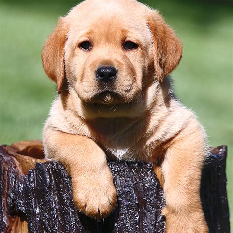 Labrador Fox Red Lab Puppies