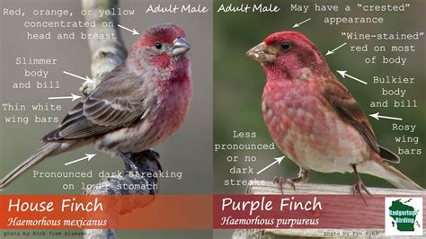 Female House Finch Bird