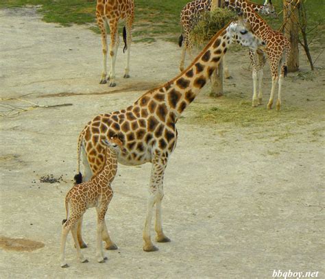 Prague Zoo – a 'must-see' for anyone visiting Prague with Children ...