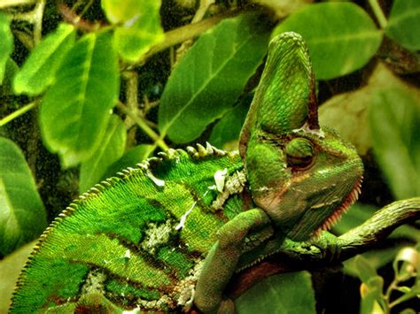 Free stock photos - Rgbstock - Free stock images | chameleon camouflage4 | TACLUDA | September ...