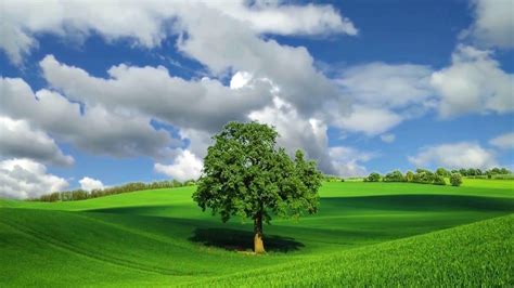 Natural Beauty with Tree, Landscape Background Video - 846 | Landscape background, Smoke ...