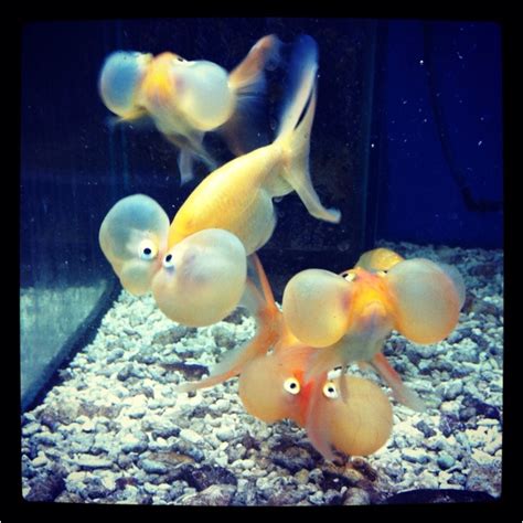 Funny looking goldfish | goldfish ~ such silly creatures! | Pinterest