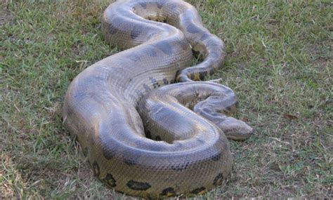 The terrifyingly large green anaconda is the world’s biggest snake