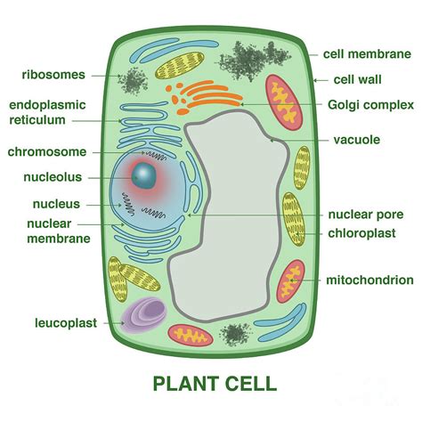 Cell Biology Plant Cell Model Typical Plant Cell Cell Model - Riset